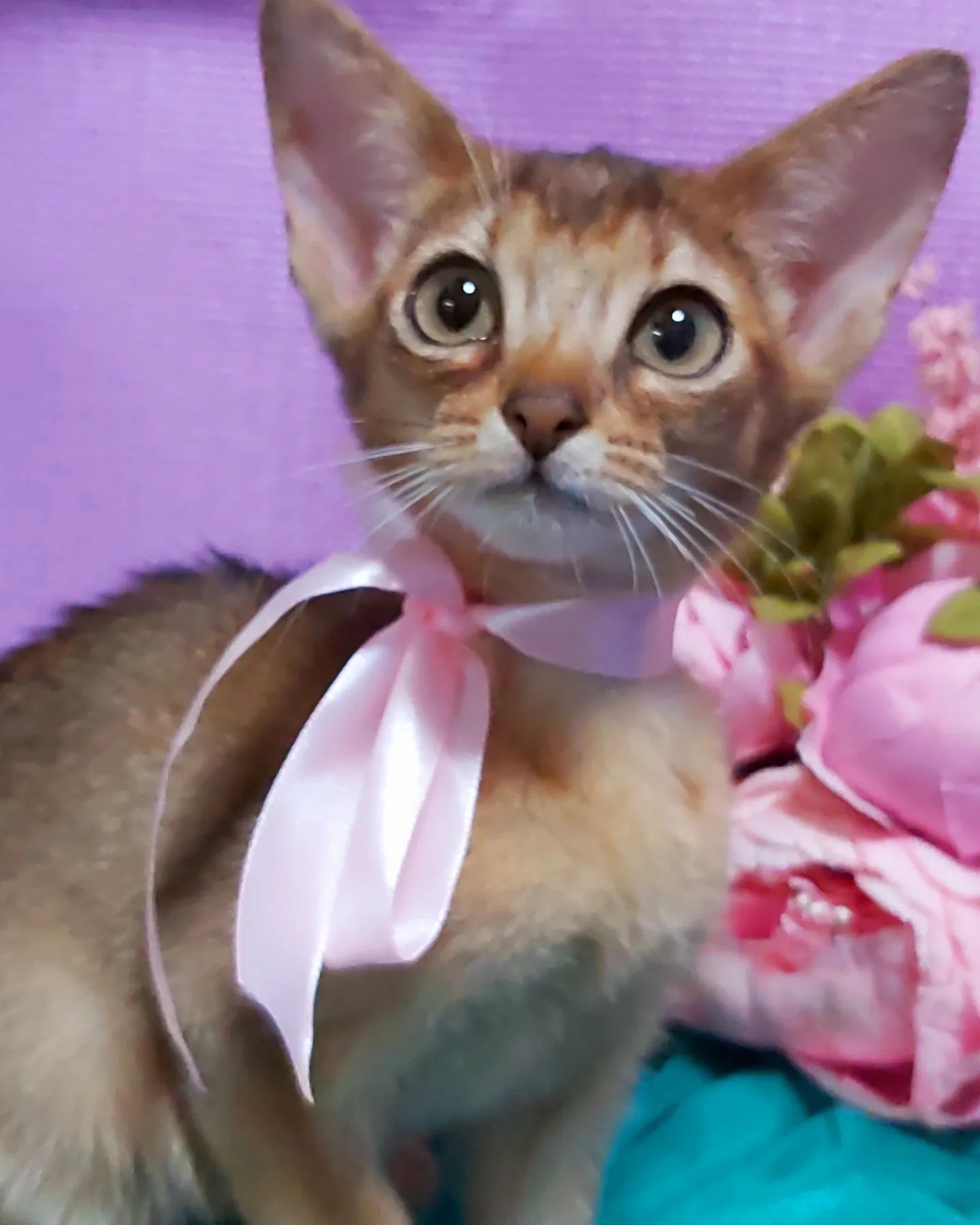 ABYSSINIAN KITTEN ! Котята абиссинские !