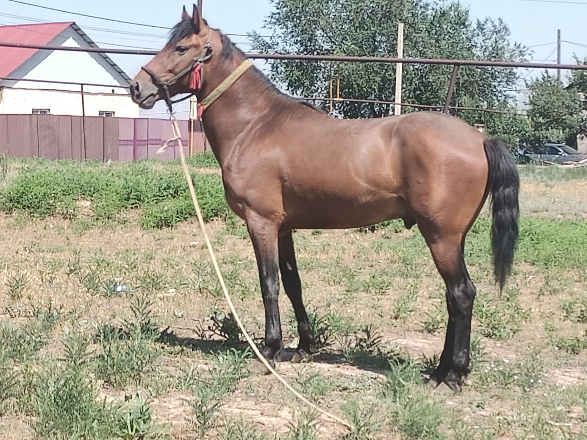 Продам жеребца срочно