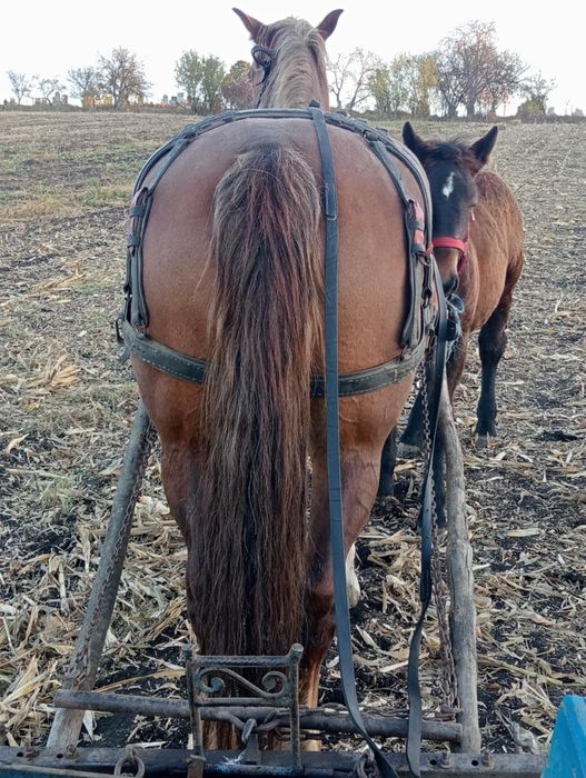 Iapa de 8 ani de vânzare