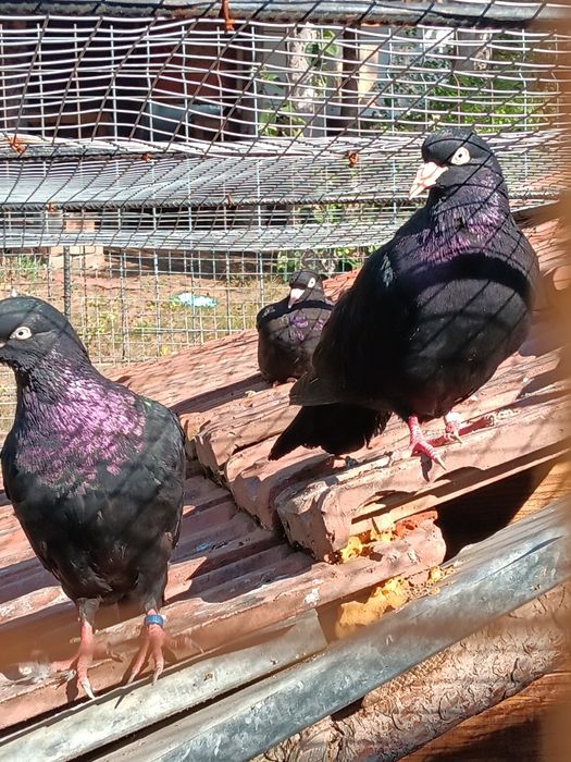 Млади сатинети..