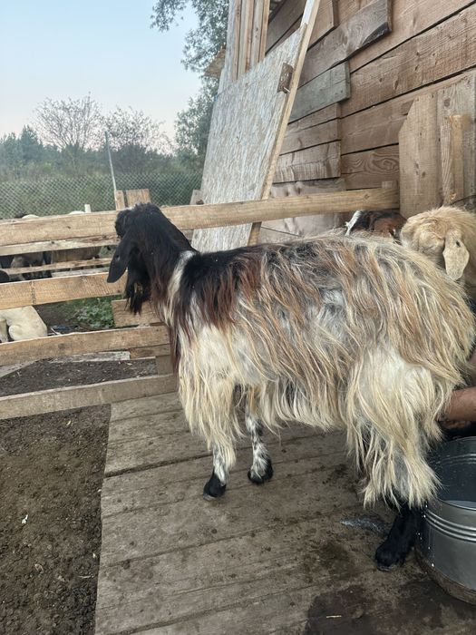 Capre bune de lapte de vanzare