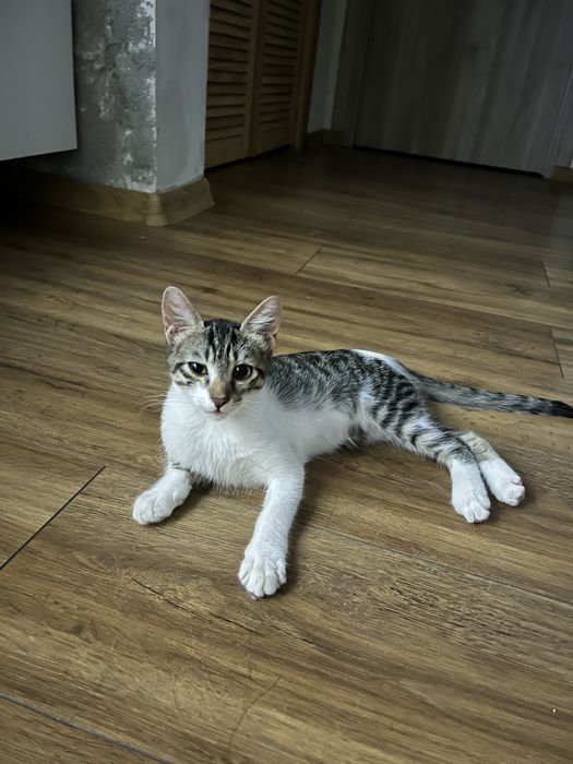 Daonatie/adoptie pisici