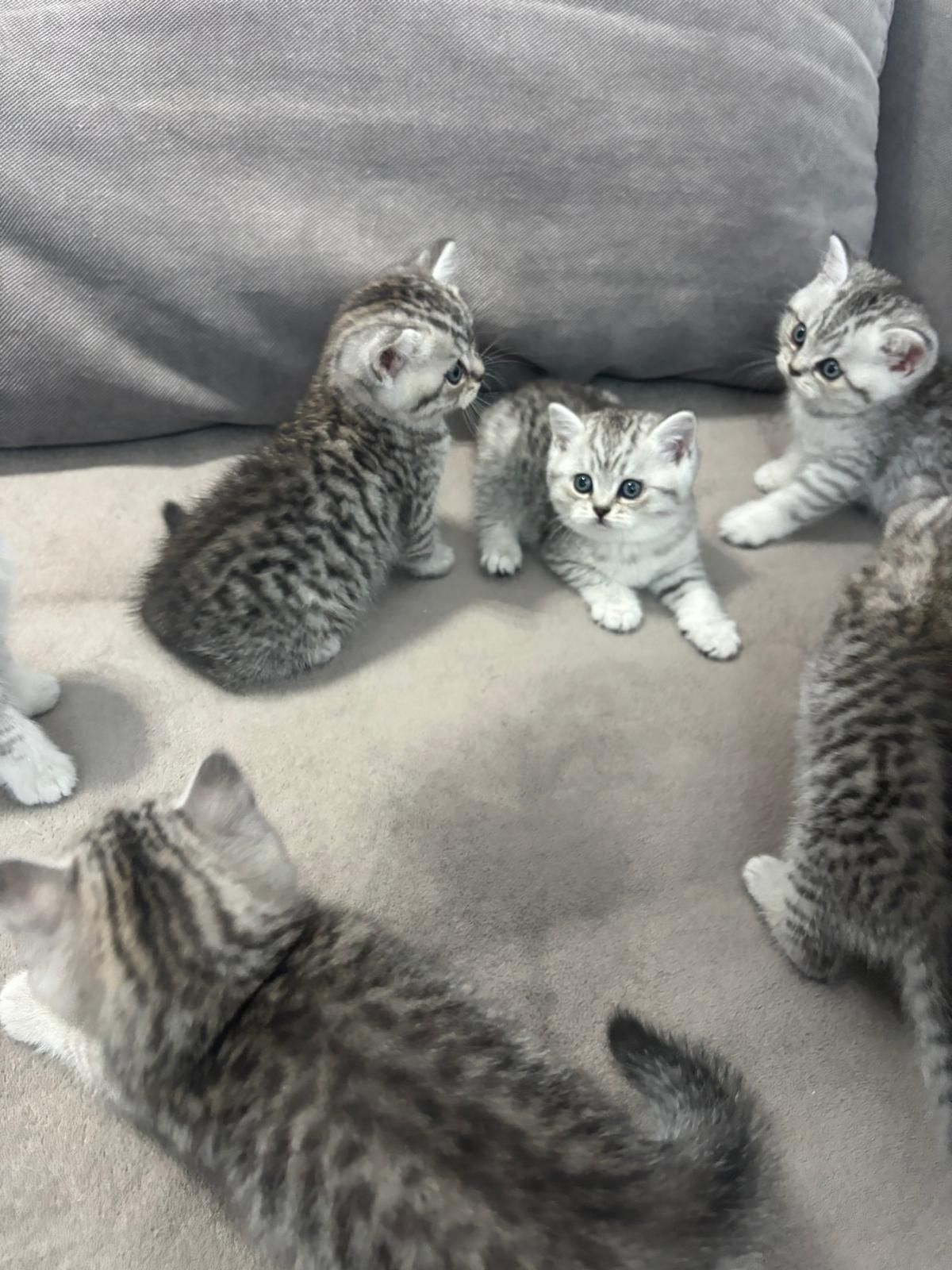 British shorthair silver tabby, pedigree