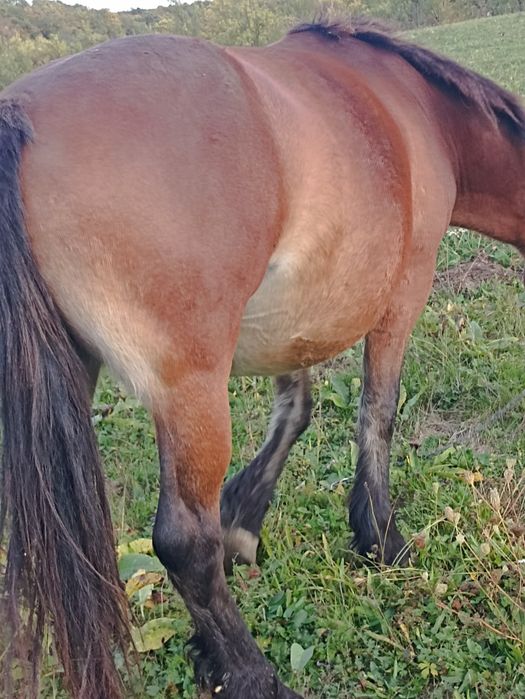 Vind iapă de patru ani cu mînz de cinci luni
