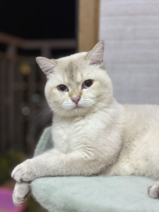 Британский шиншилла кот, здоровый и ухоженный