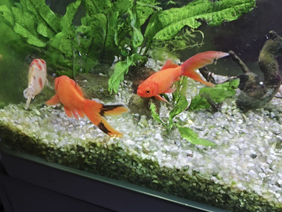 Рыбки разные в аквариум золотая скалярия Теренция Тетра Конго молинези