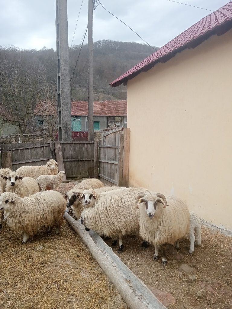 Vând oi și berbec