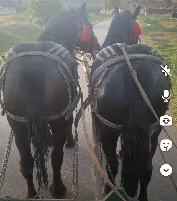 Schimb iapa de 2 ani cu armasar negru