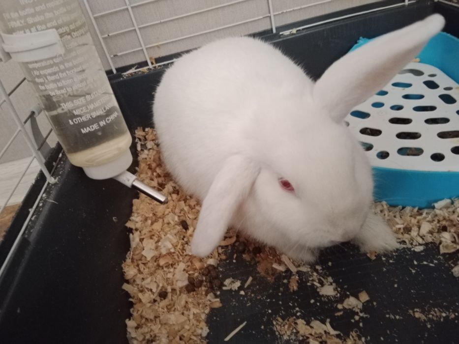 Продам домашнего кролика