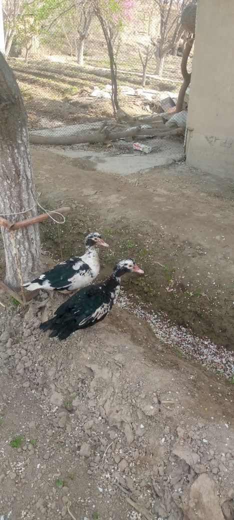 Induatka sotiladi