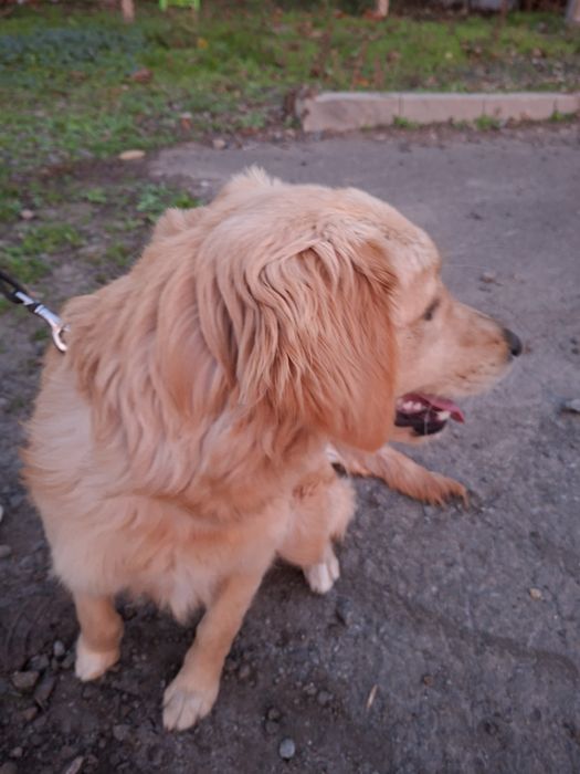 Голдън ретривър женски