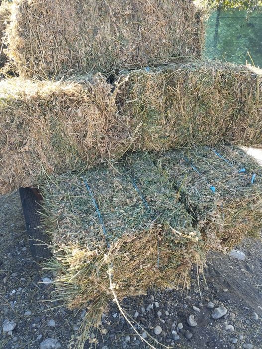 Baloți lucernă fără iarba