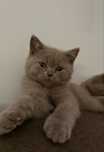 British Shorthair Lilac