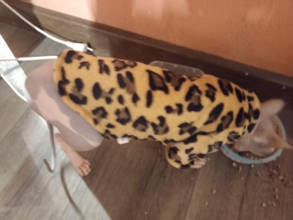 Одежда для котят xs