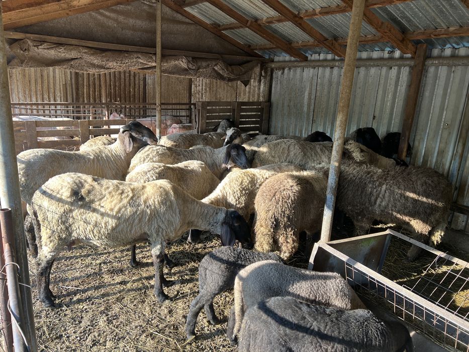 Vand oi si berbeci carabasi