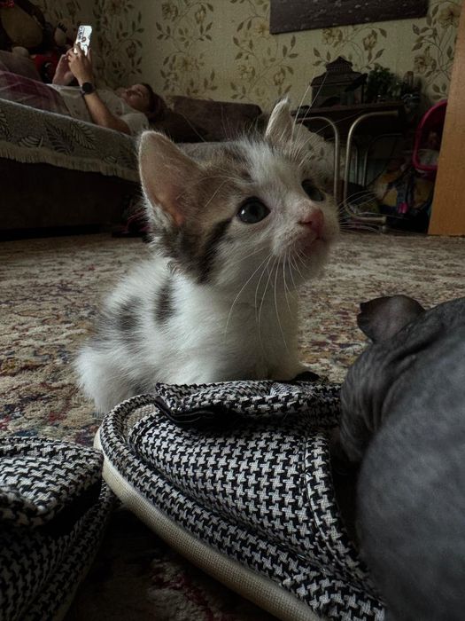 Срочно отдам котят!