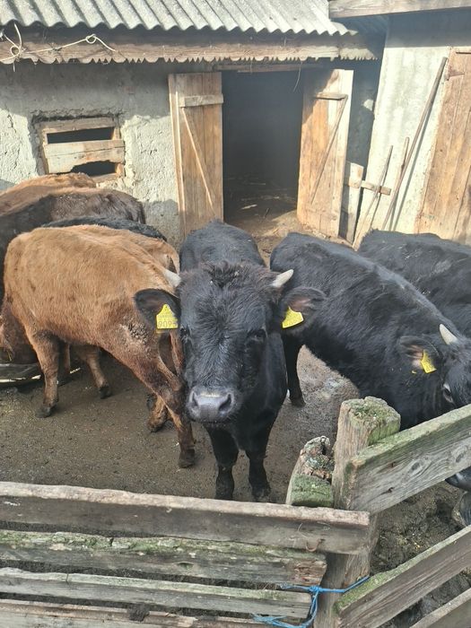 Vând vitei si vitele