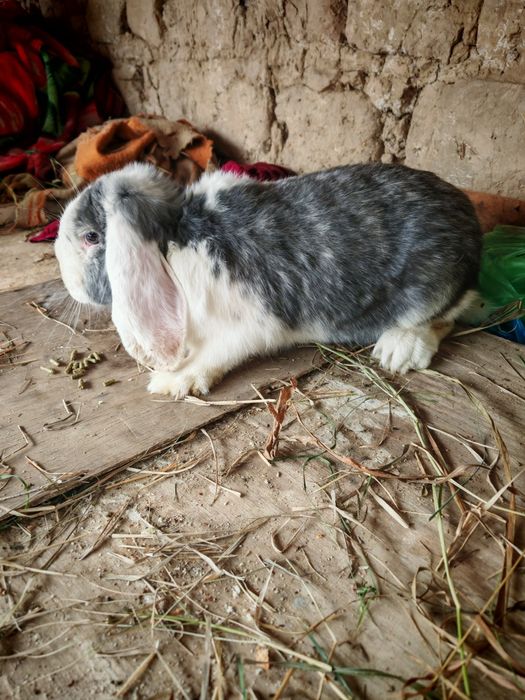 Продаётся крольчиха