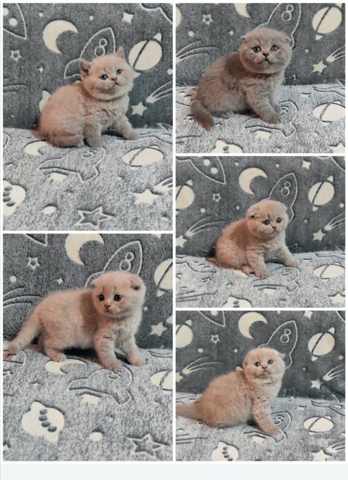 Котята Scottish fold & strayt