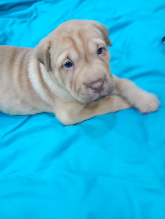 Продам плюшку в хорошие руки