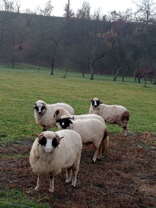 Vând 4 mielute și un berbec