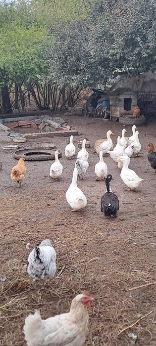 Гъски и патки юрдечки крякащи
