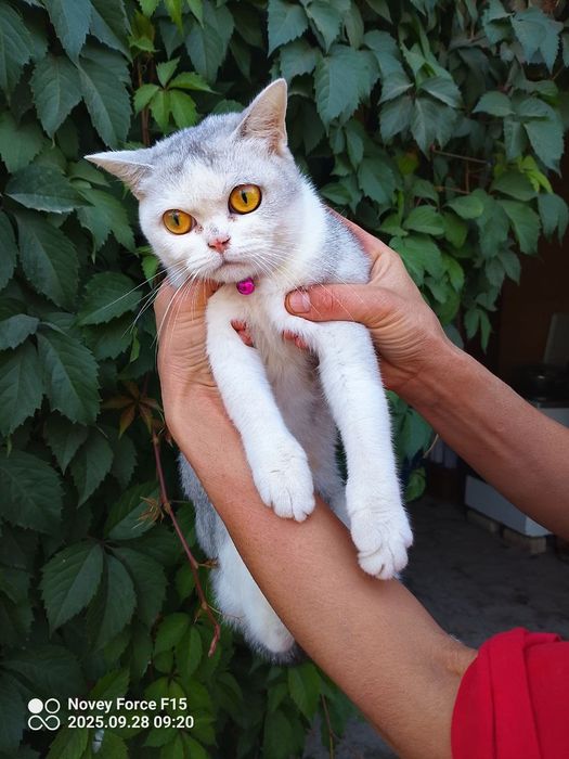Mehribon ona mushuk sotiladi aqli