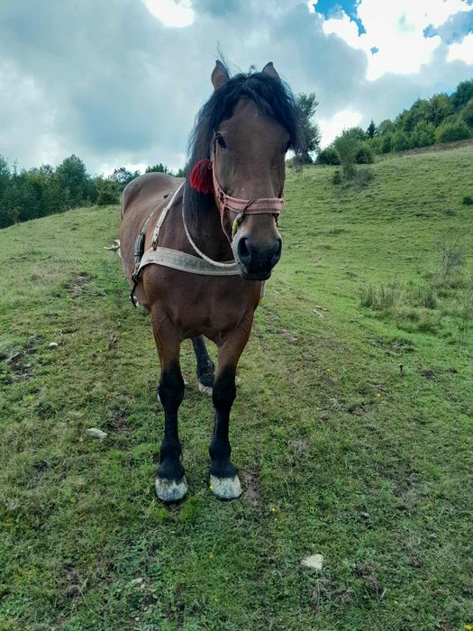Vând cal de 4 ani