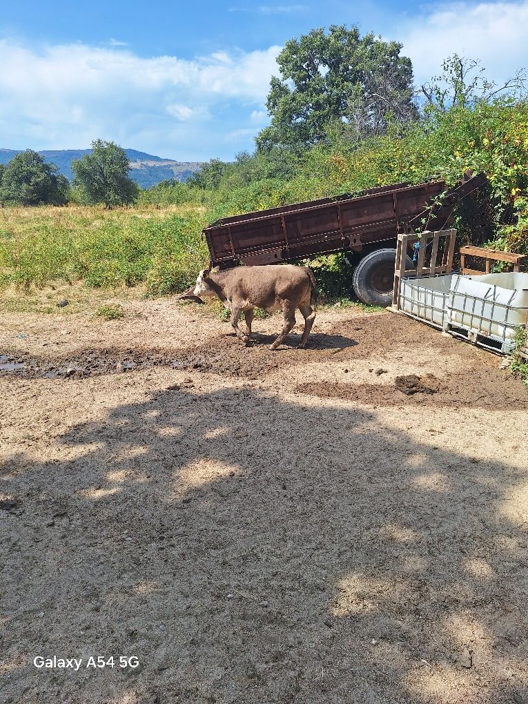 Продавам крава с теле