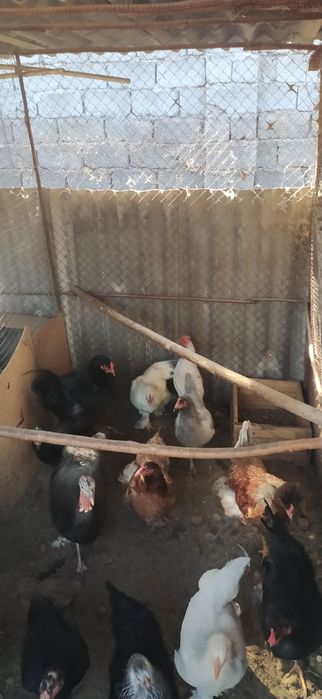 Продаются Чистые домашние куры