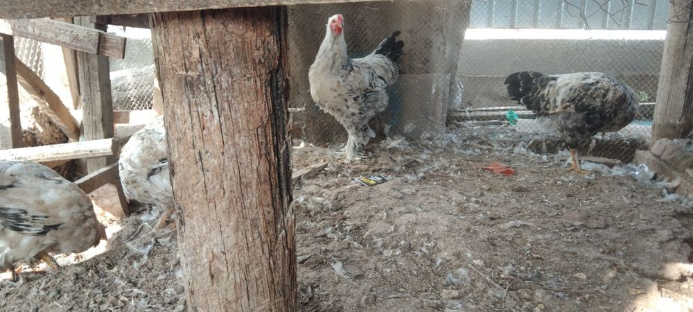 Сатыладыыыыыыыыы