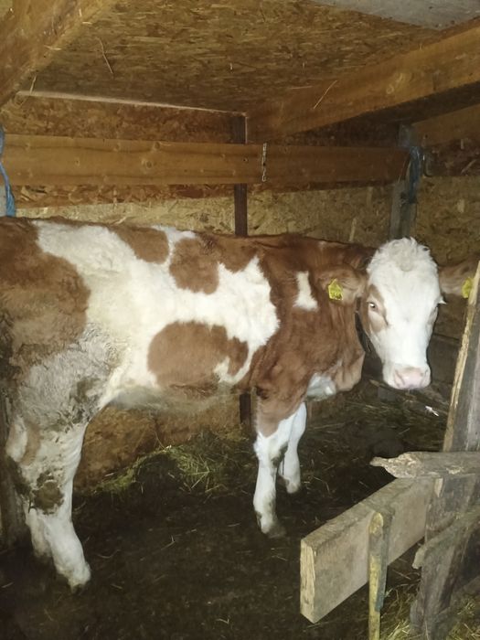 Vând junica bălțată Românească