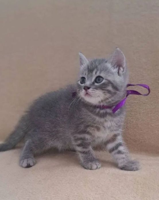 Британские котята мальчики и делвчки