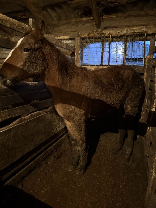 Лошади с откорма