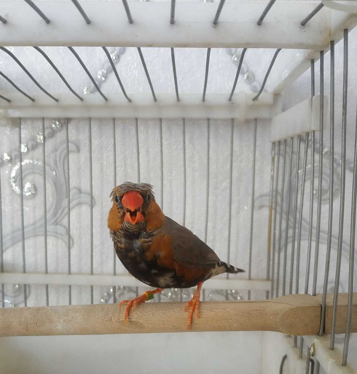 Amadina para zotdor dekarativni