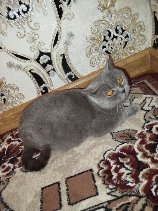 Skotish strayt homilador ona mushuk sotiladi