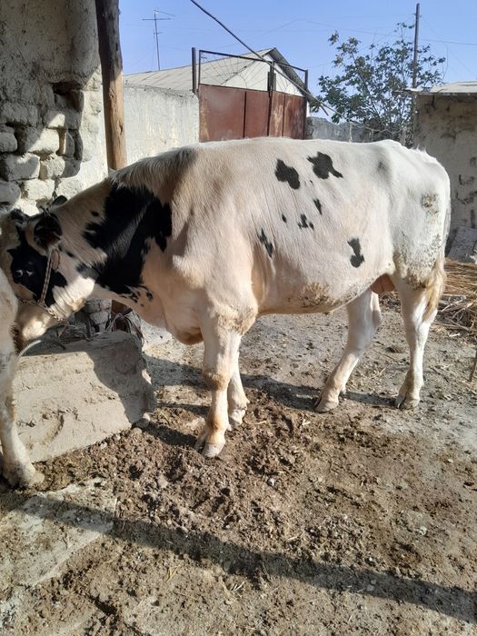 Парода Навос сотилади