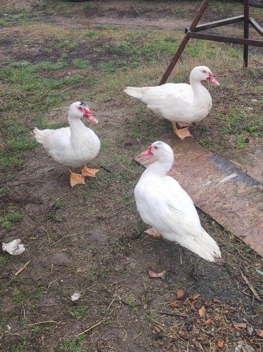 Rate și rătoi lesesti