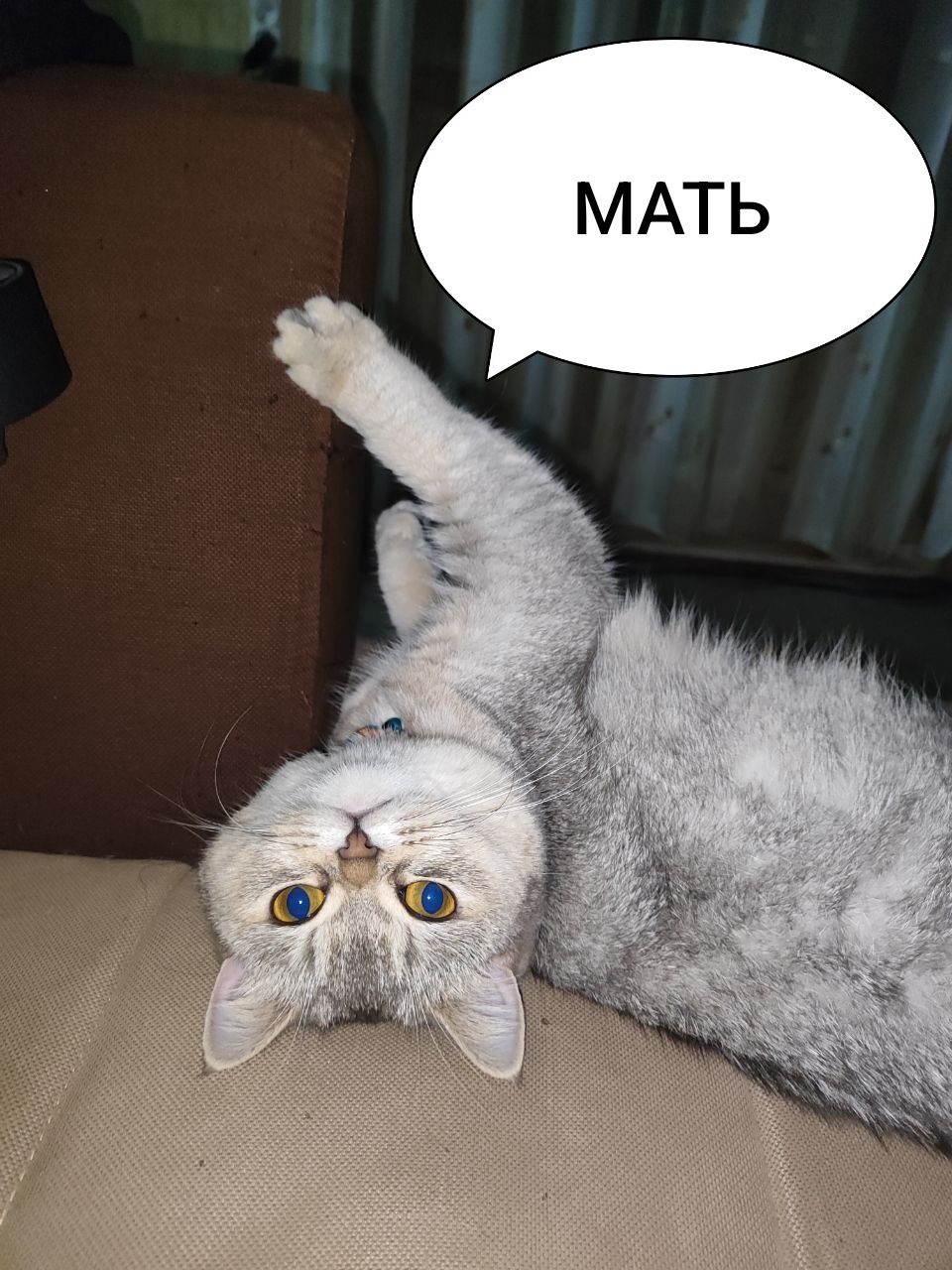 Котята от правильной вязки. Скотиш страйт.