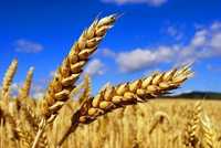 Дробленная пшеница Костанай