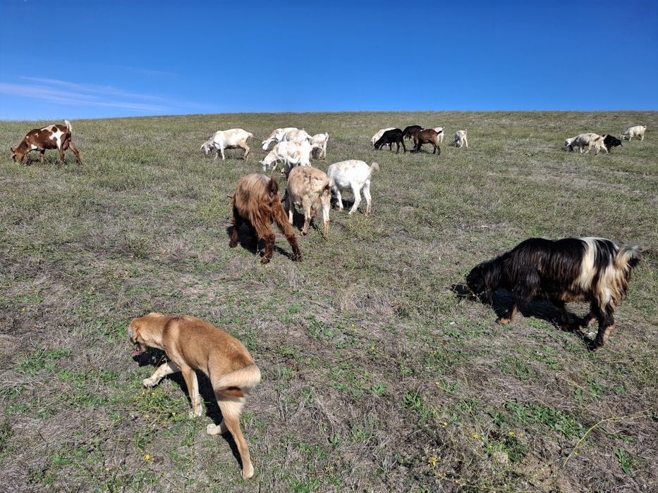 Ярета за клане и дамазлък