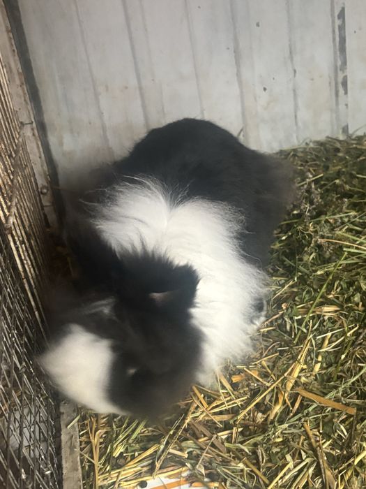 De vanzare iepurii cap de leu