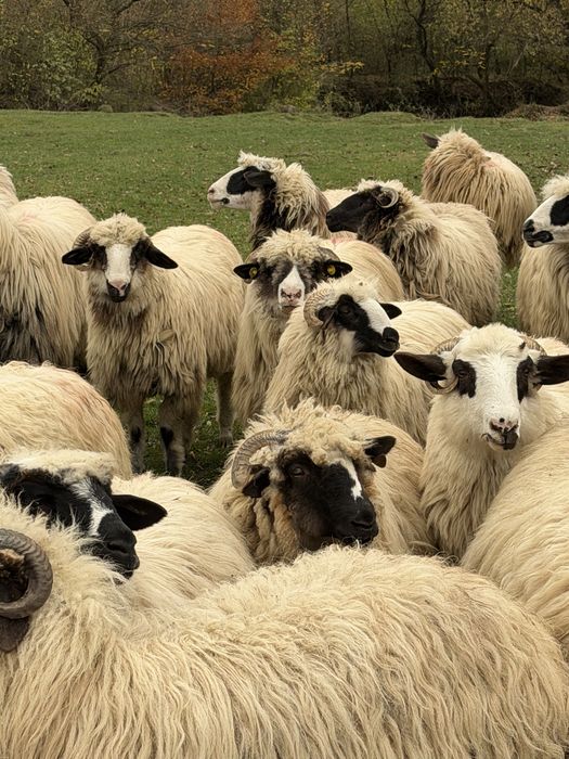 50 de oi cu mielute si un berbecut