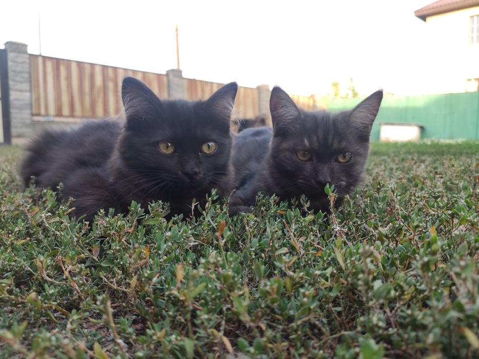 Котики 5 мес, отдам бесплатно
