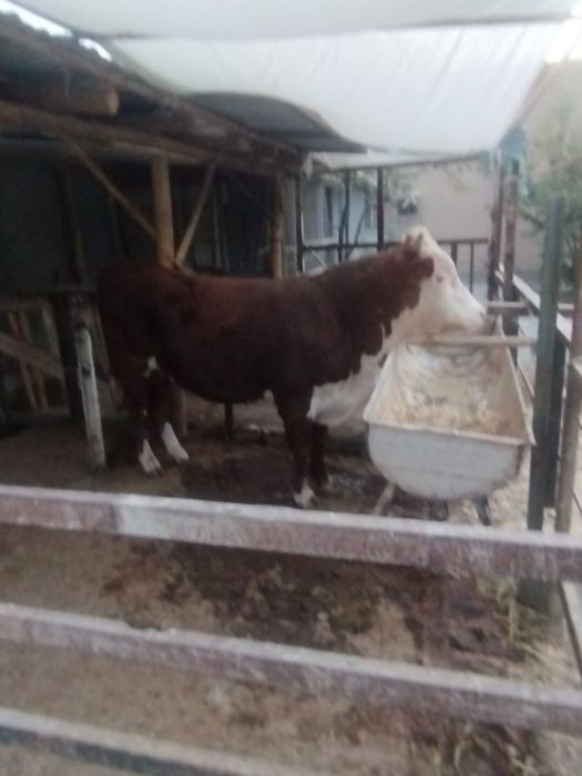 Grenford buqa sotiladi