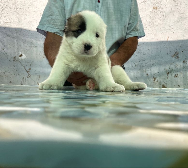 Щенок алабая ( Туркменский ) чистокровный