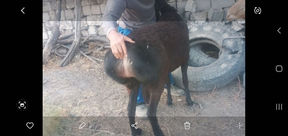 Зотдор кучкорлар