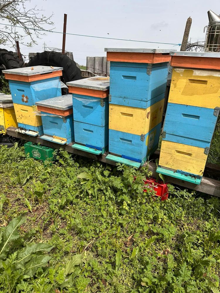 Miere Poliflora si de Tei