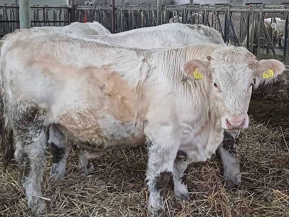 Taurasi Charolaise Reproductie