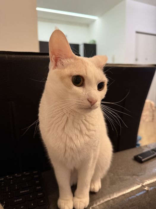 Donez pisica cu carnet de sanatate